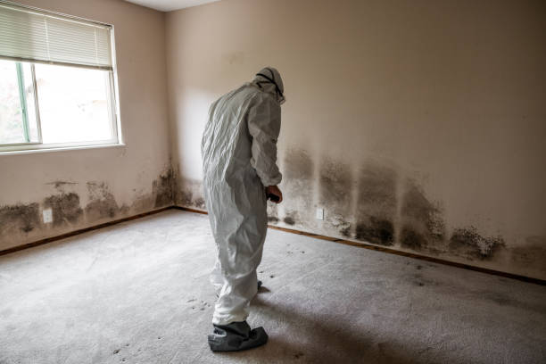 Best Environmental Consulting for Mold Prevention  in Goodyear, AZ